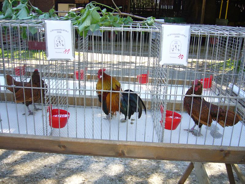 Haehnewettkraehen der Kreisjugend des Kreisverbandes Guetersloh 016.jpg - Hähnewettkrähen des Kreisverbandes Gütersloh in Langenberg auf dem Hofe Großelohmann